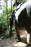 asian elephant